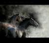 047 animals1