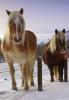 053 animals1