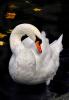 055 animals1