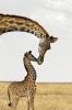 057 animals1