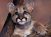 060 animals1