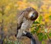 066 animals1