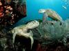 067 animals1