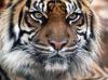 068 animals1