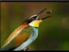 069 animals1