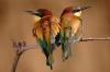 072 animals1