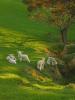 073 animals1