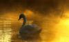 074 animals1