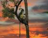 080 animals1