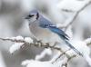 Blue Bird