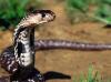 Snake Cobra