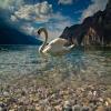 Duck in Water