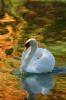 Animals- Duck in Colorful Water