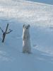 093 animals1