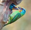 094 animals1