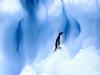 Adelie Penguin, South Shetland Islands, Antarctic Peninsula