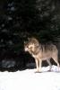 Wolves