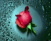 Alsunna.org Natural Wallpapers (1)