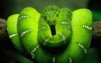 Alsunna.org Natural Wallpapers (23)