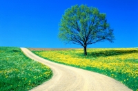 Alsunna.org Natural Wallpapers (25)