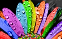 Alsunna.org Natural Wallpapers (29)