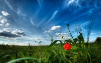 Alsunna.org Natural Wallpapers (35)
