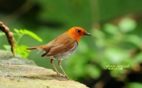 Alsunna.org Natural Wallpapers (7)