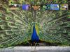 Peacock Wallpaper
