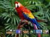 Astonishing Bird Beauty Wallpaper