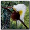 Colorful Birds