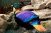 Colorful Birds (12)