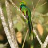 Colorful Birds (1)