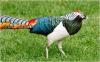 Colorful Birds (9)