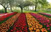 Flowers Sping Roses (2)