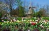 Flowers Sping Roses (5)