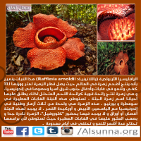 Islamic Nature Quotes (10)