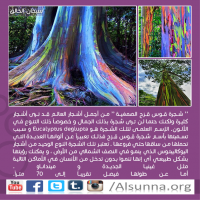 Islamic Nature Quotes (1)