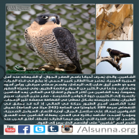 Islamic Nature Quotes (8)