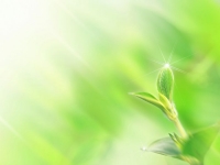 Plant Blossoms