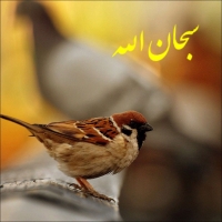 سبحان الله