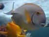 vista-wallpaper-fish