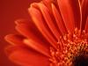 vista-wallpaper-flowers