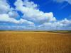 vista-wallpaper-longhorn-4051-bliss