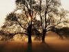 vista-wallpaper-tree