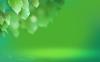 vista-wallpaper-vista-leaf