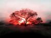 vista-wallpapers-32